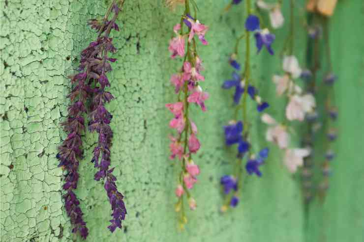 Fiori e piante sulla parete