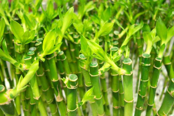 Lucky Bamboo visto da vicino