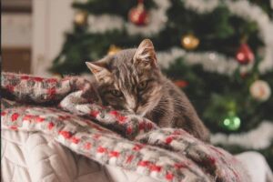 Coperte super morbide da avere per Natale, con un gatto seduto sopra