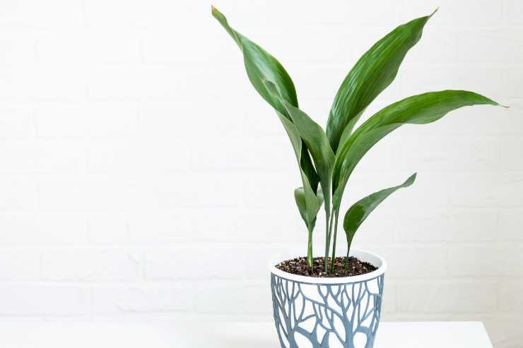 Aspidistra, una delle piante da appartamento da scegliere perché sempreverde