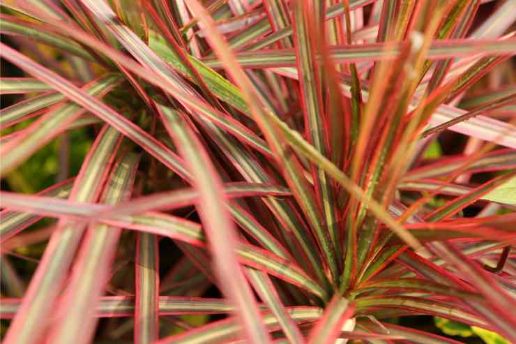 Dracena vista tra le foglie tra le piante da appartamento da scegliere