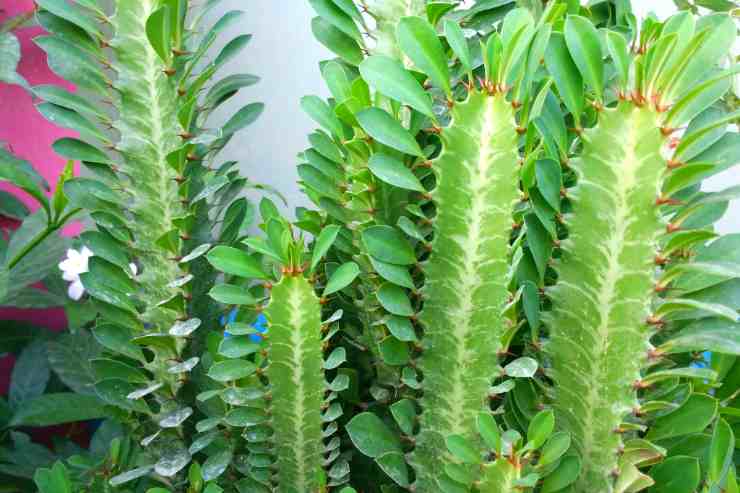 Euphorbia tra le piante di appartamento più facili da curare