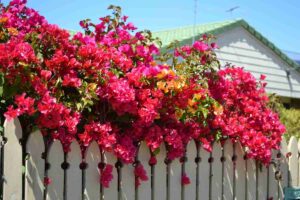 staccionata con piante di bougainvillea