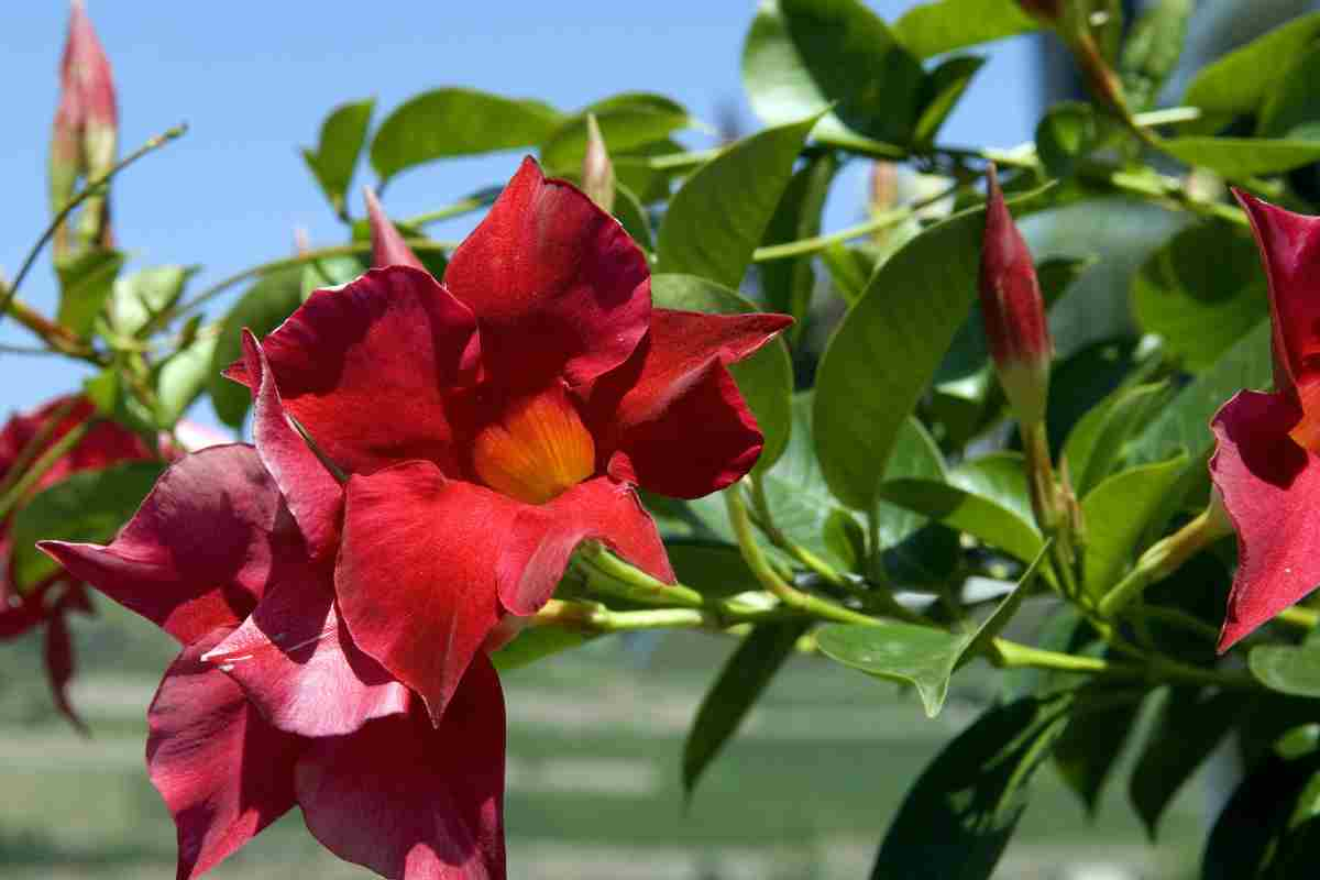 Mandevilla, plantă de alpinism cu petale roșii