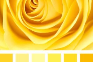 rosa gialla e varie tonalità di giallo colore tendenza