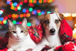 cane e gatto vicino ad un albero di natale addobbato