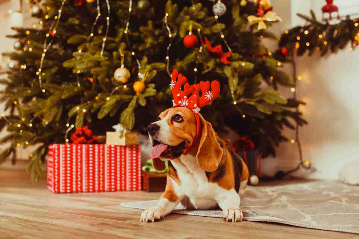 Come decorare l'albero di Natale a prova di cane e gatto 