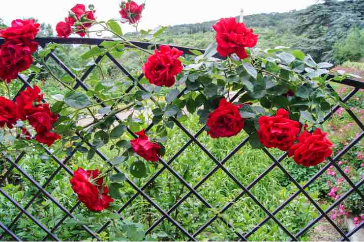 Grigliati da giardino con rose