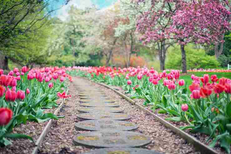 Pavimentazione da giardino con aiuole di tulipani
