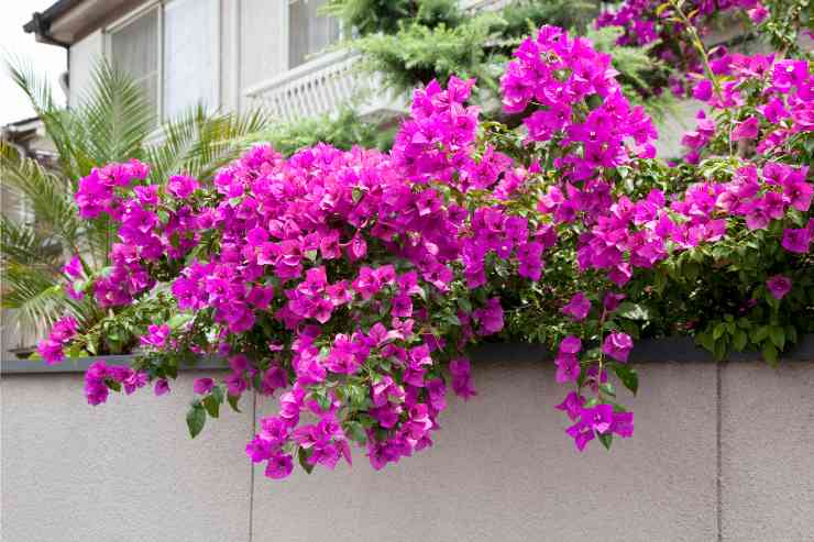 Terrazzo con piante di Bougainvillea