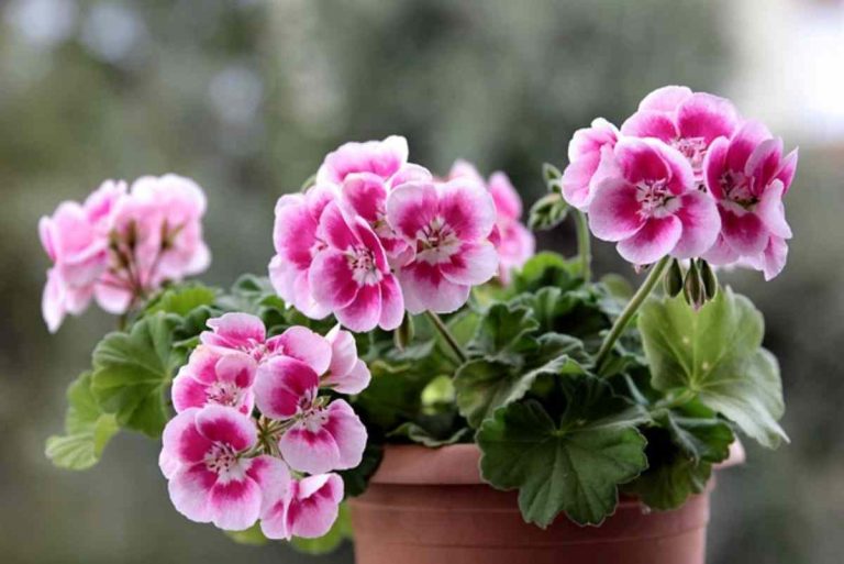 50pcs/bag Rare geranium seeds Variegated Geranium seed winter garden flower for 