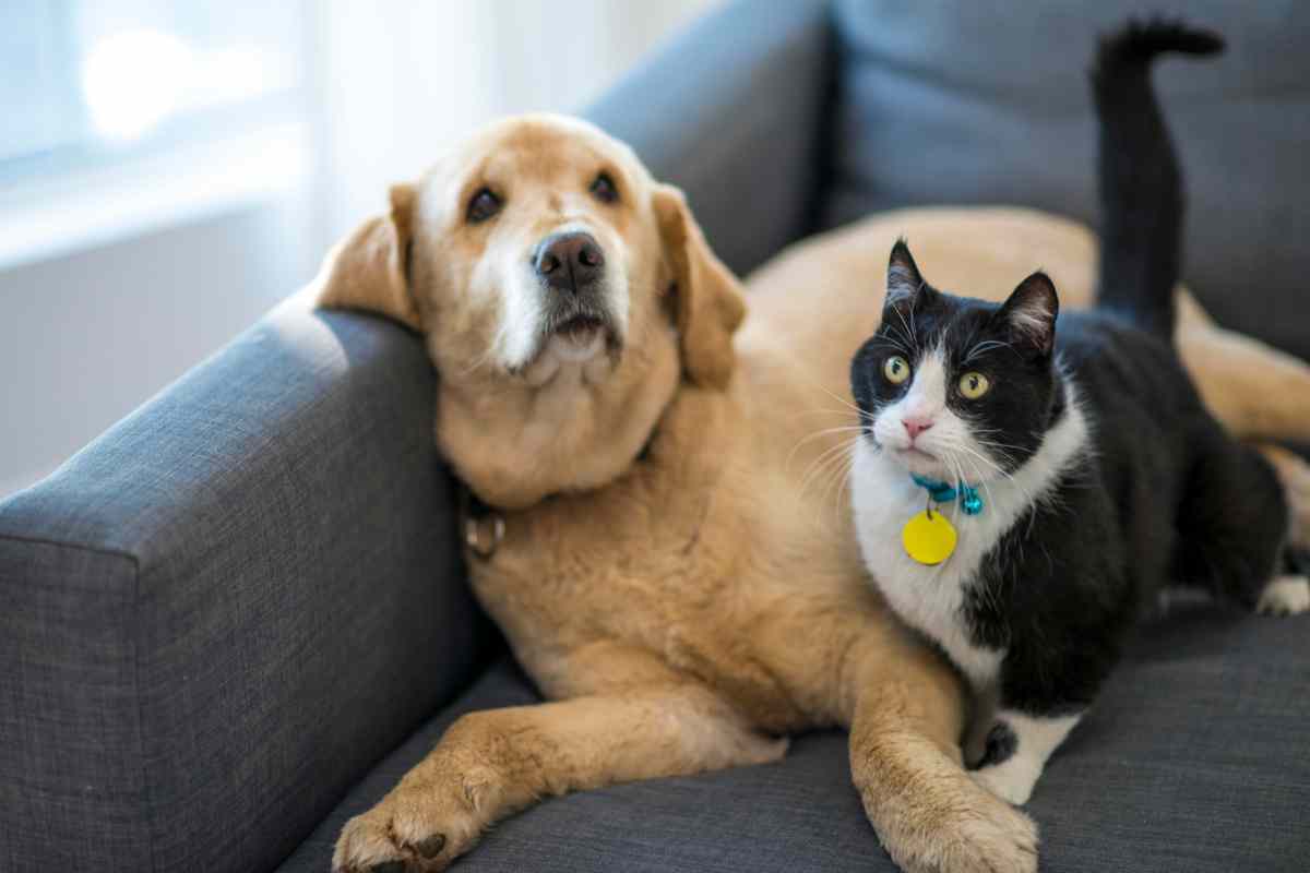 Cose che possono uccidere cane e gatto