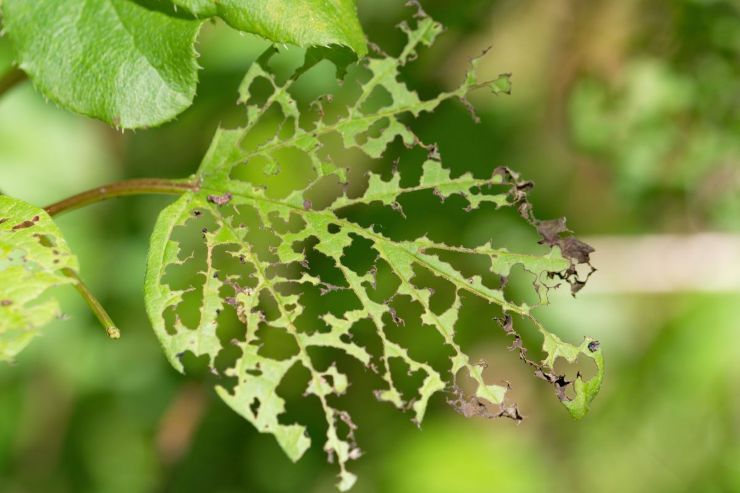 Il miglior rimedio per le piante invase dagli insetti