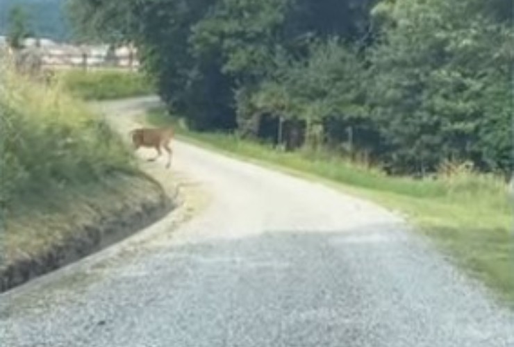 Antonella Clerici sentiero casa nel bosco