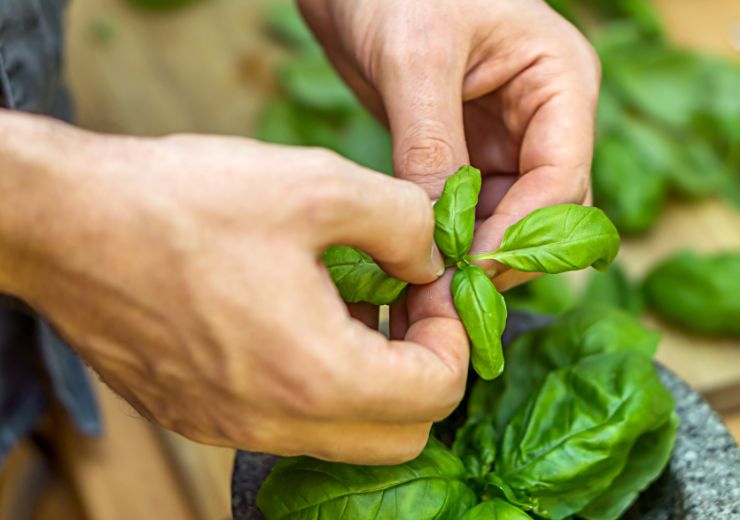 Come coltivare il basilico in casa 