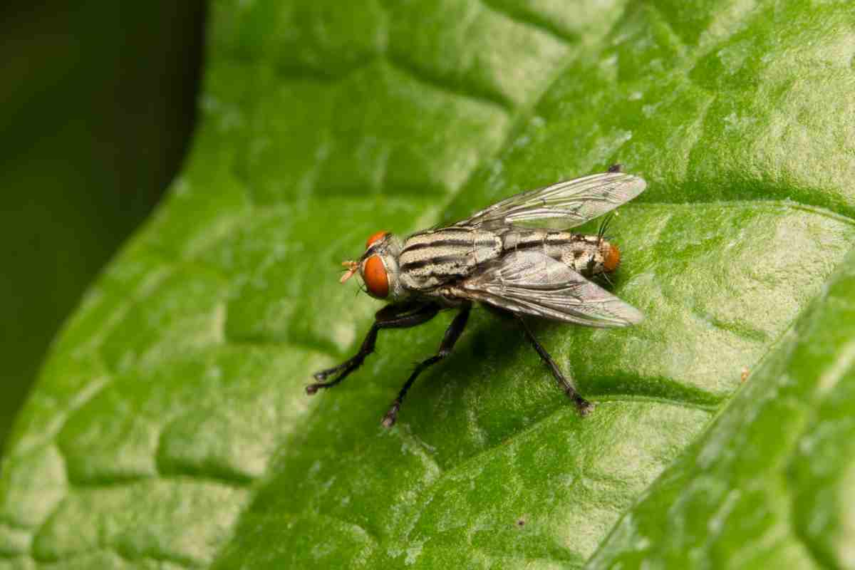 Mosca colore che le attrae