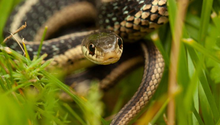 Serpente: cosa fare se lo trovi in giardino 