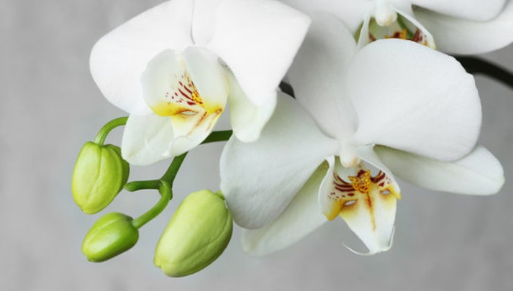 Come avere una orchidea con le radici abbondanti