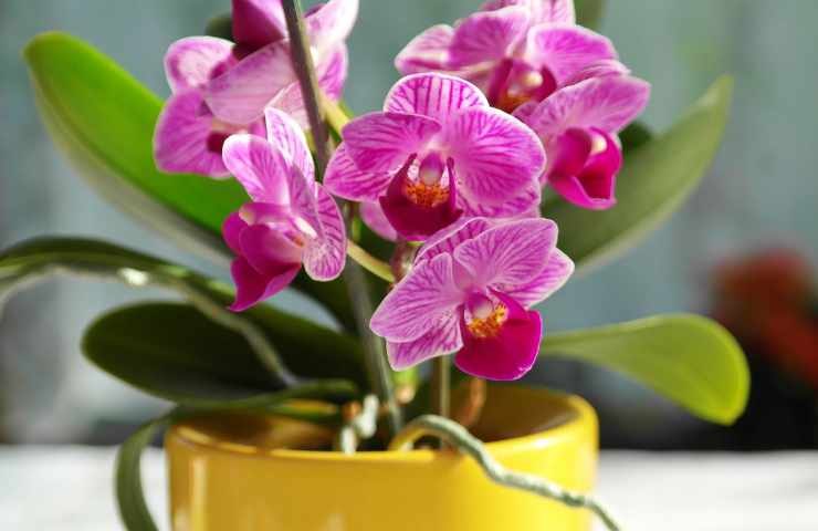 orchidee come mantenerle vive