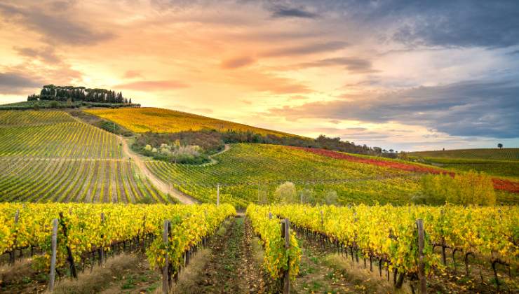 vigne chianti panorama mozzafiato