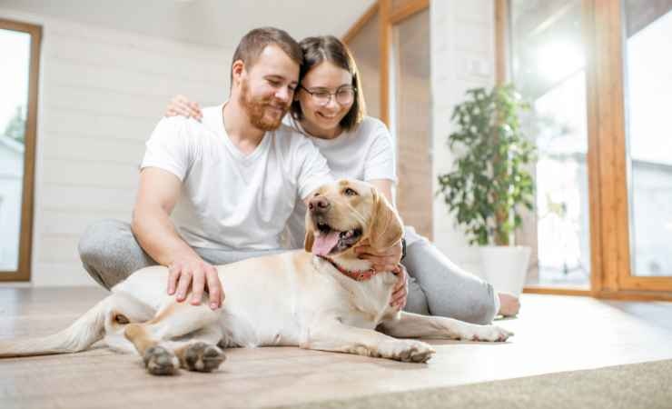 Le razze di cani più adatta all'appartamento