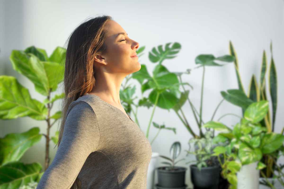 6 piante per la casa aiuteranno a respirare meglio