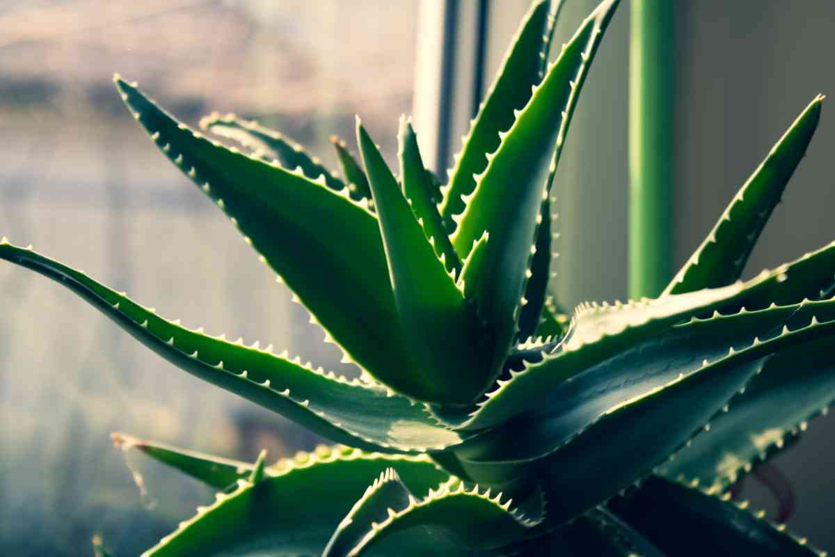 aloe vera vicino a una finestra, una delle Piante tossiche per animali domestici