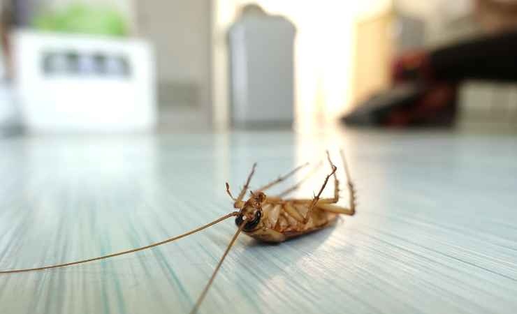 Il trucco definitivo per tenere gli scarafaggi lontani da casa tua:  problema risolto