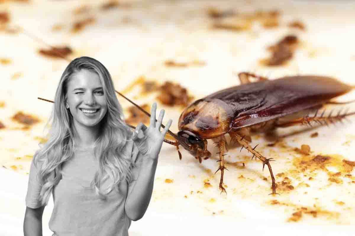 Trucco definitivo scarafaggi lontani da casa