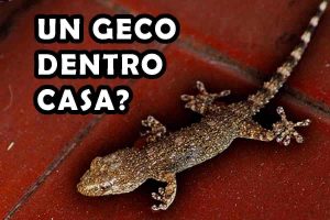 Geco in casa perché entra