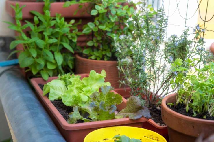 Orto sul balcone per risparmiare