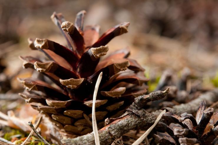 le pigne possono essere molto utili per la manutenzione del tuo giardino