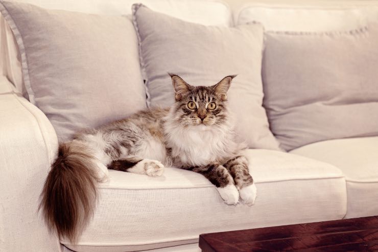 Ecco come rimediare se il tuo gatto ha rovinato il divano