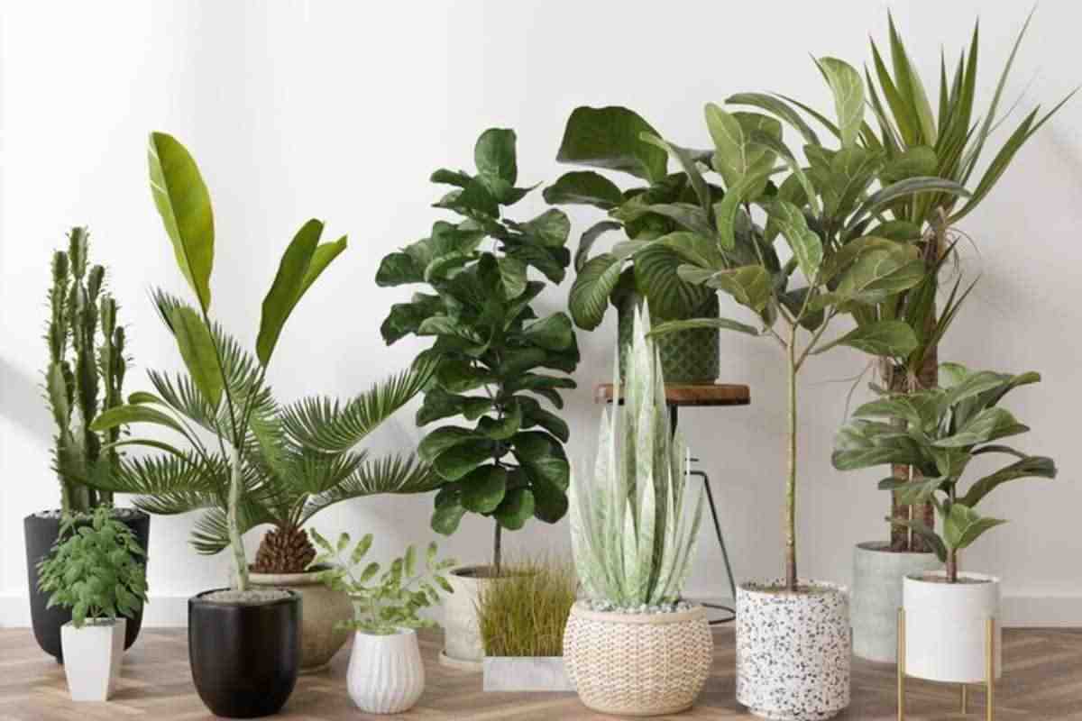piante da tenere in casa belle e preziose