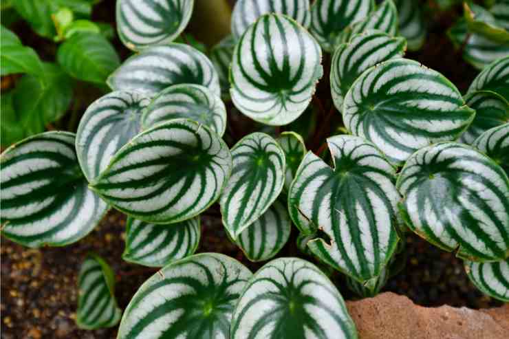 Peperomia watermelon 