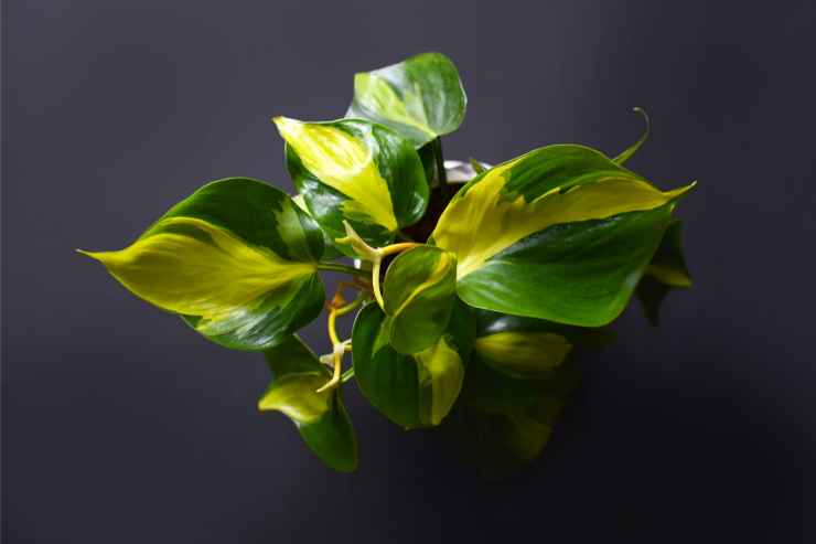 Philodendron Scandens una delle piante eleganti per appartamento