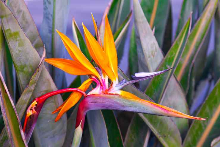 Strelitzia 