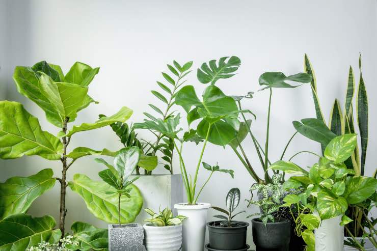 Ecco quali piante avere in casa per avere un ambiente più salubre