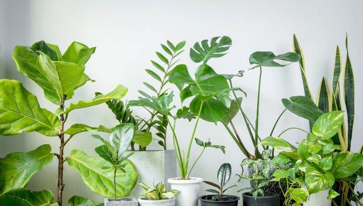 piante senza pollice verde