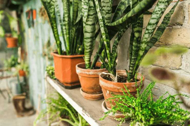 Grazie a queste piante l'aria di casa sarà più pulita