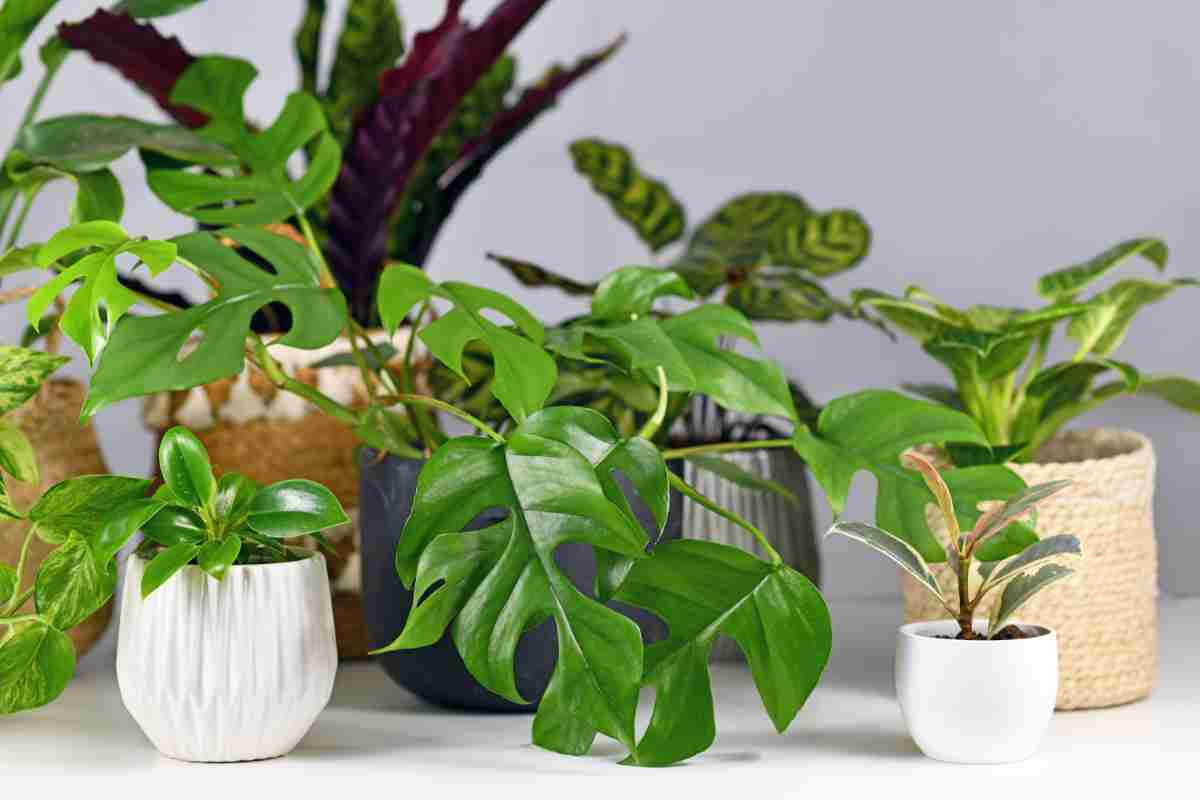 piante e polvere
