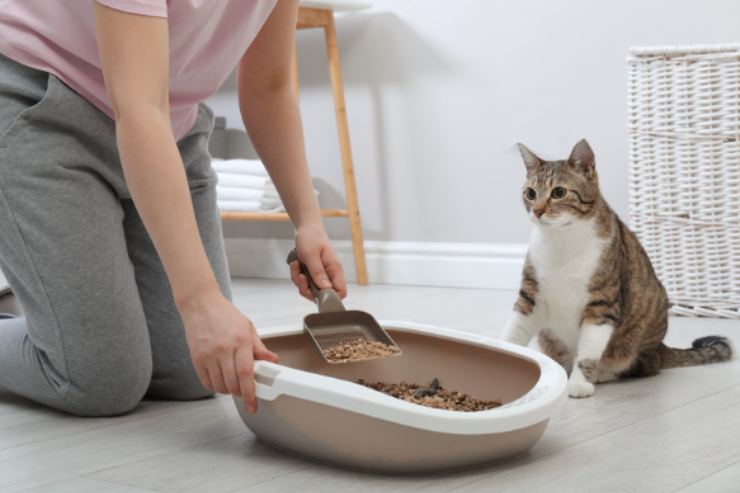 dove mettere la lettiera del gatto 