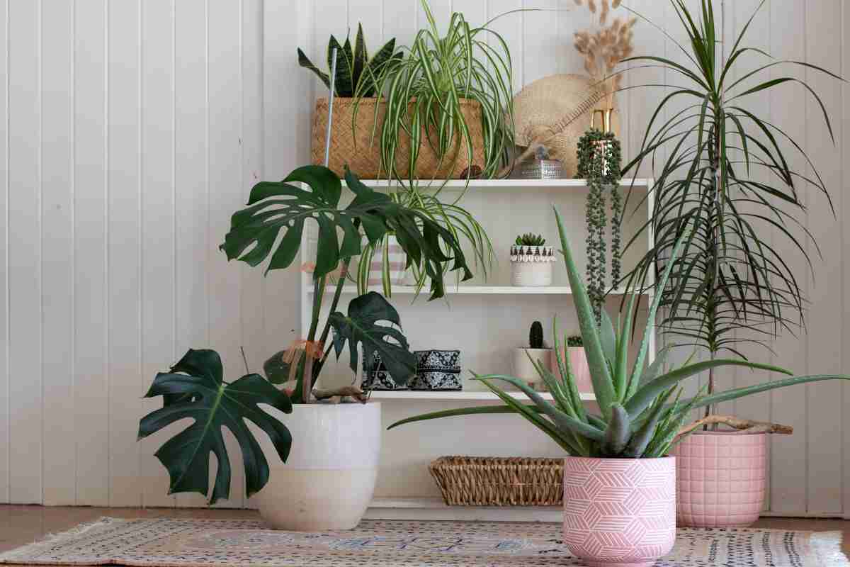 piante da mettere in casa per respirare meglio