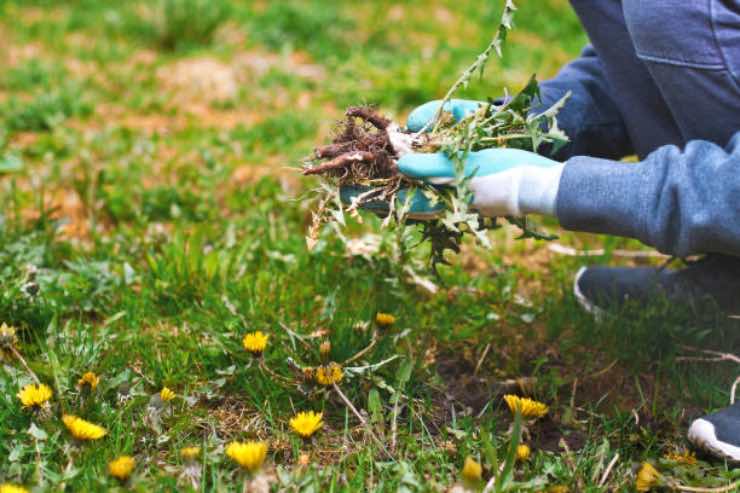 Erbacce Giardino metodo economico eliminarle