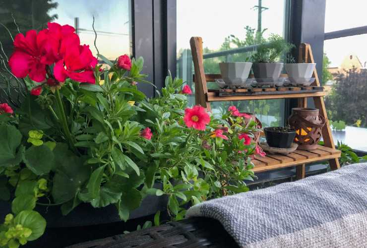 Colorare terrazza e balcone con piante e fiori