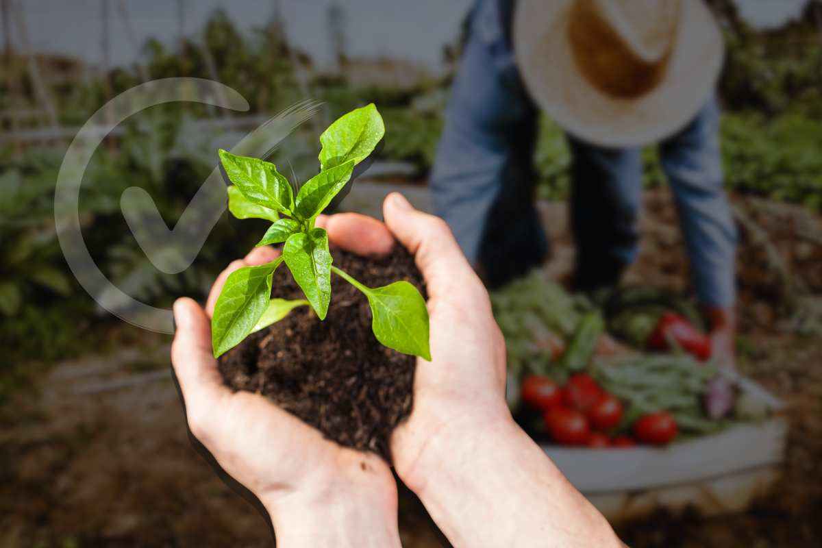 progettare un giardino con tante zone