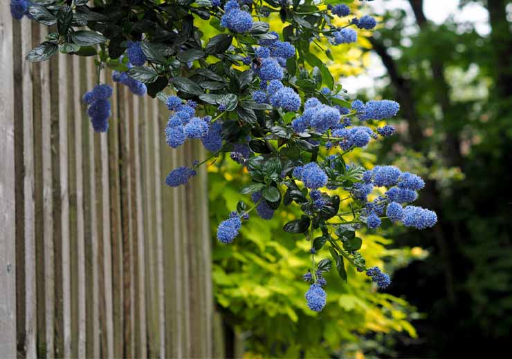 scegliere gli alberi per giardino piccolo