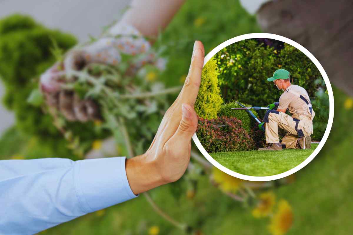 Erbacce in giardino da eliminare