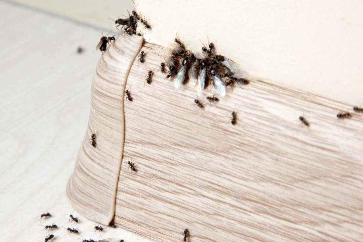 Lava così i pavimenti e tieni lontane formiche e scarafaggi