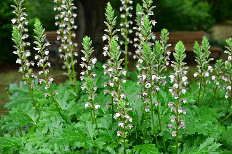 Pianta di Acanto con fiori in un giardino